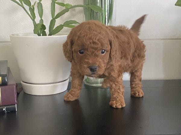 Barkley - Toy Goldendoodle Boy
