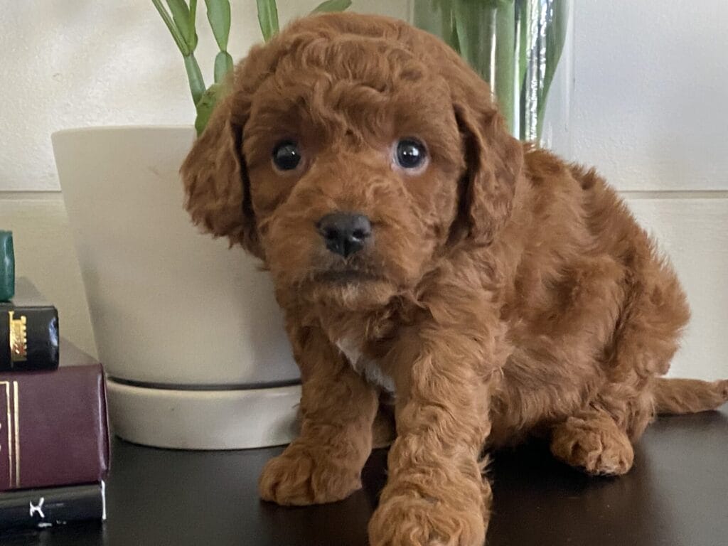 Barkley - Toy Goldendoodle Boy