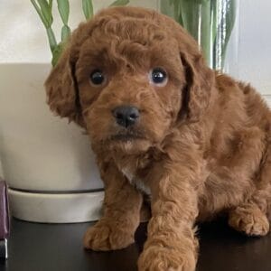 Barkley - Toy Goldendoodle Boy