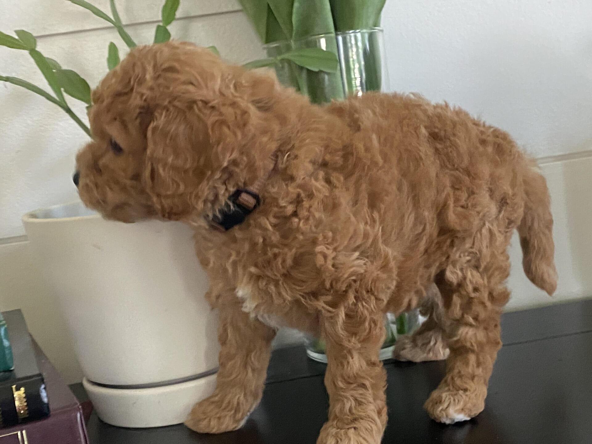 Snuffy - Teacup Goldendoodle Boy - Image 27