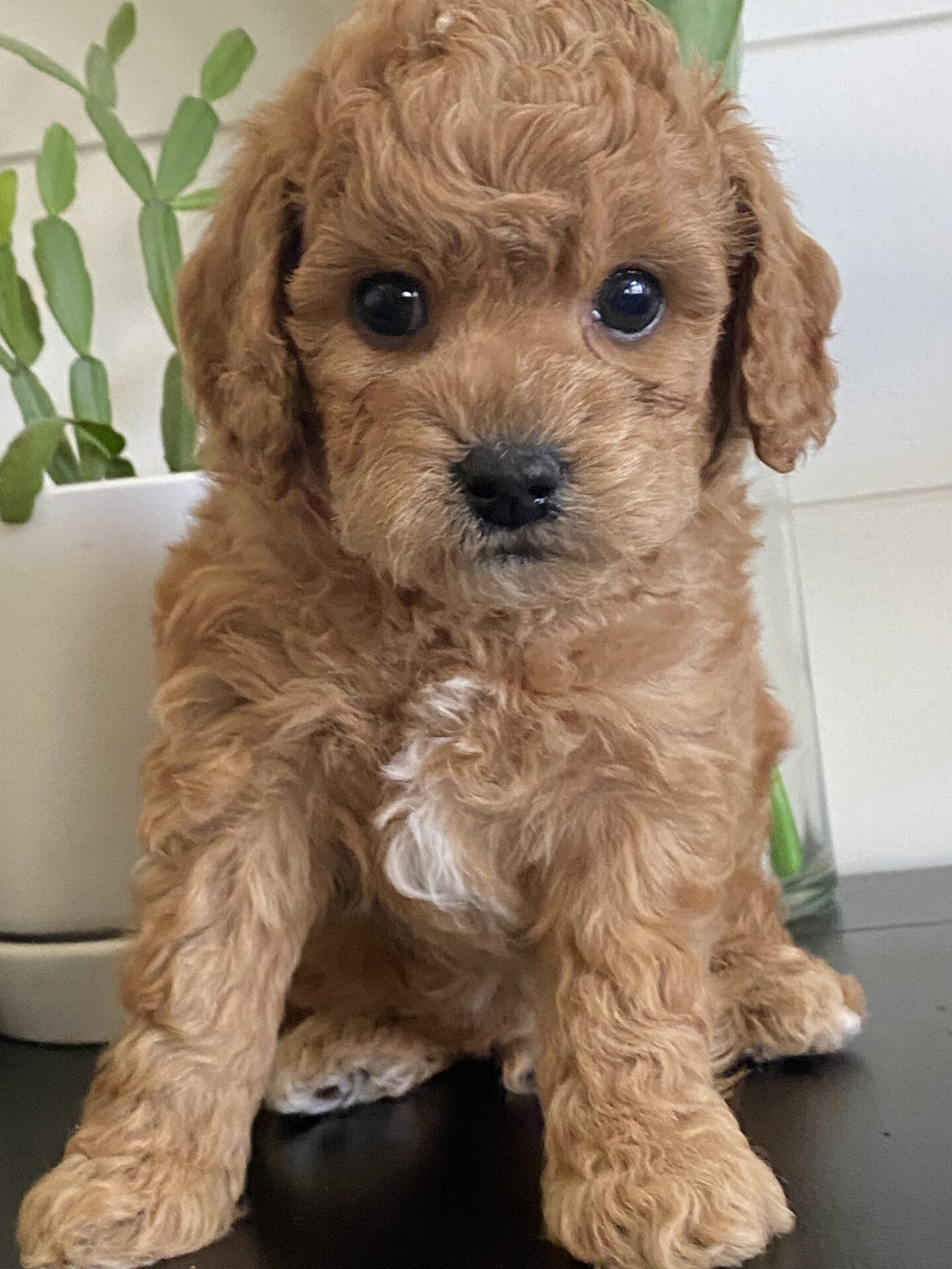 Snuffy - Teacup Goldendoodle Boy - Image 24