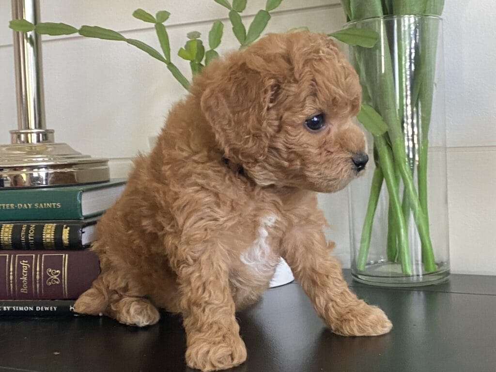 Snuffy - Toy Goldendoodle Boy