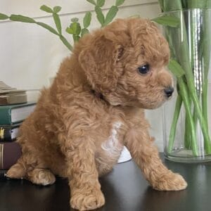 Snuffy - Toy Goldendoodle Boy