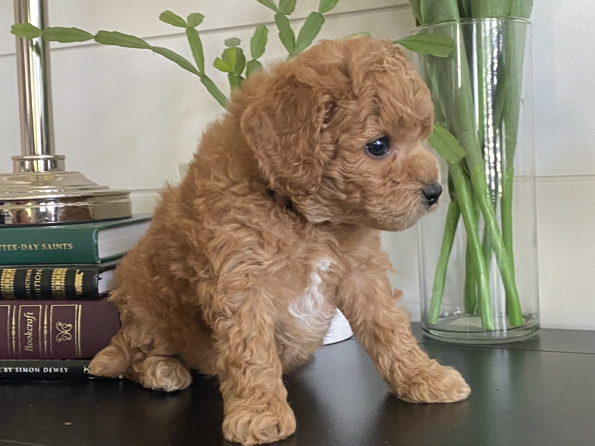 Snuffy - Teacup Goldendoodle Boy - Image 25