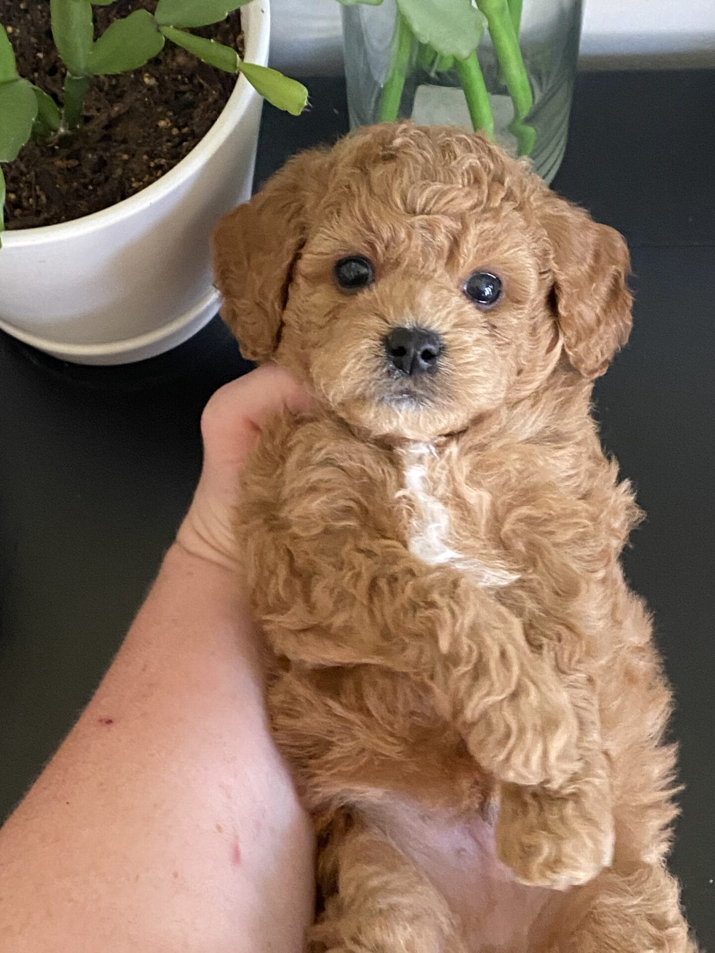 Snuffy - Teacup Goldendoodle Boy - Image 26