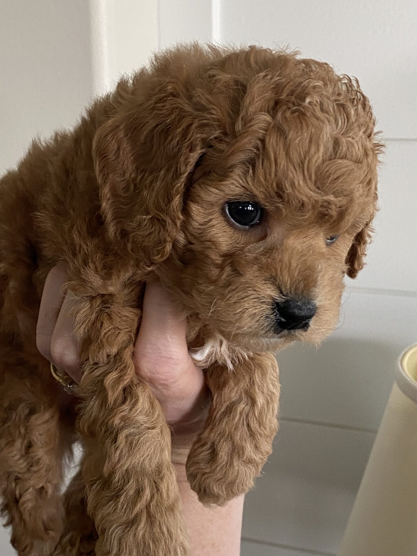 Snuffy - Teacup Goldendoodle Boy - Image 23