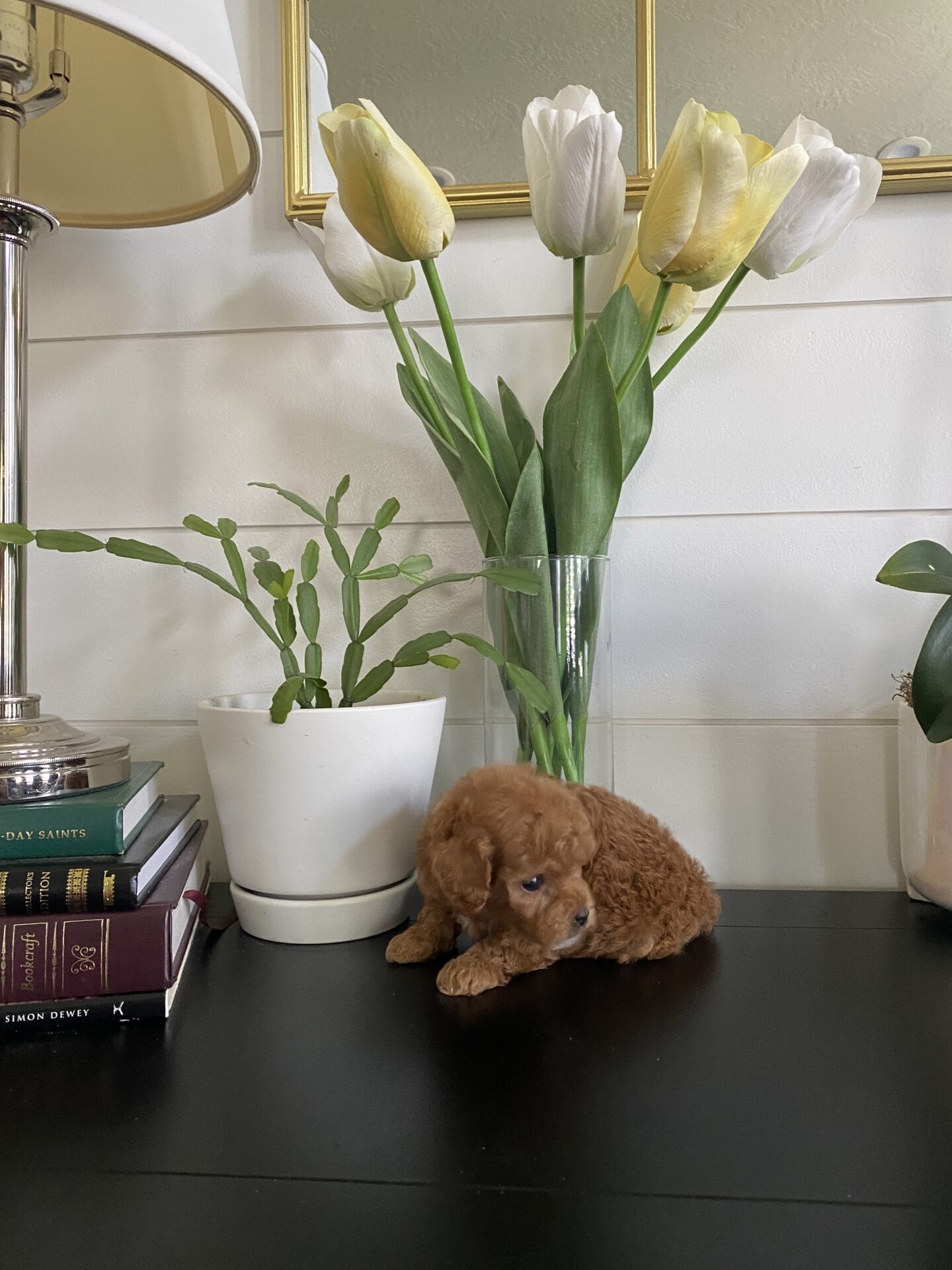 Bert - Micro Goldendoodle Boy - Image 23