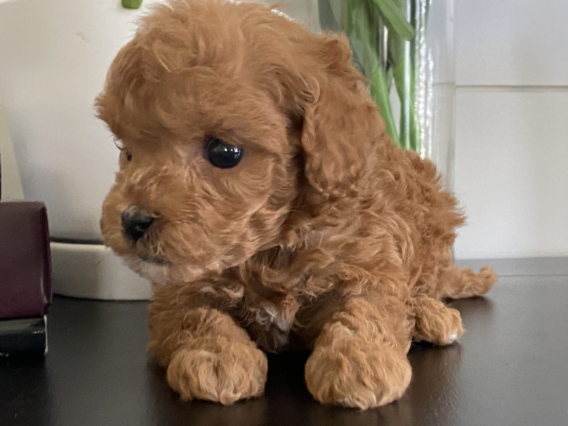 Bert - Micro Goldendoodle Boy - Image 24