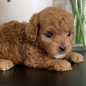 Bert - Micro Goldendoodle Boy