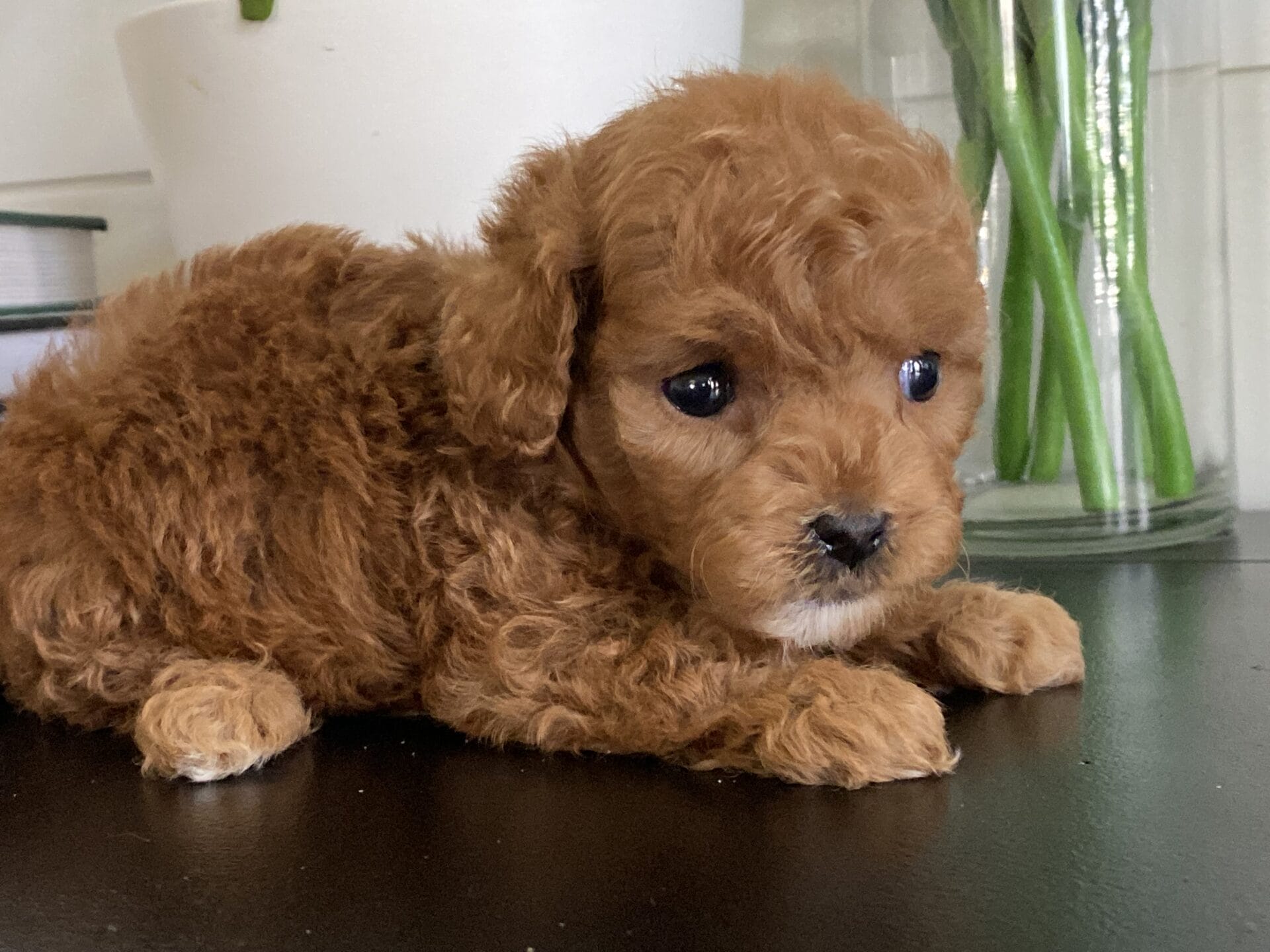 Bert - Micro Goldendoodle Boy - Image 25