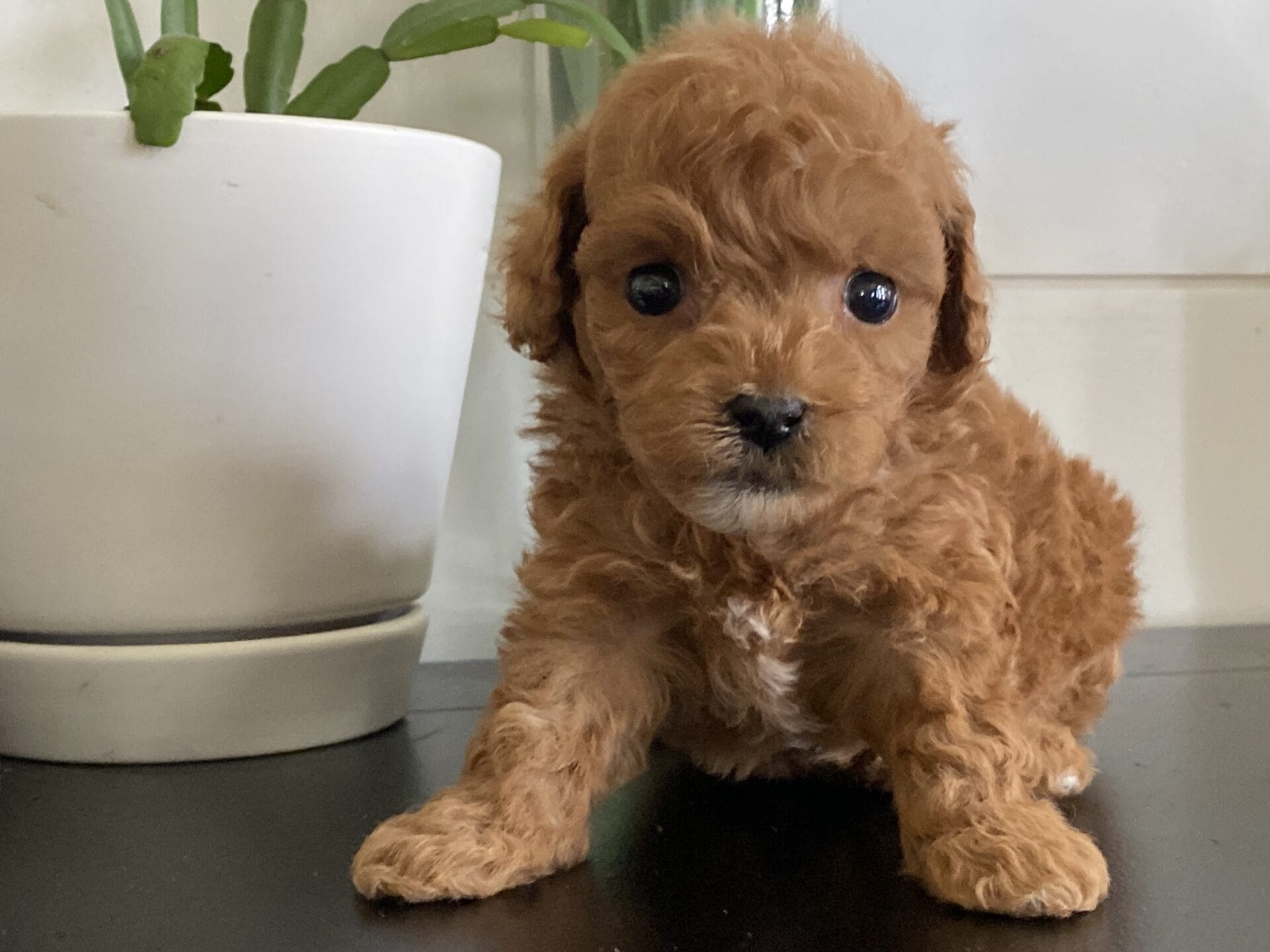 Bert - Micro Goldendoodle Boy - Image 26