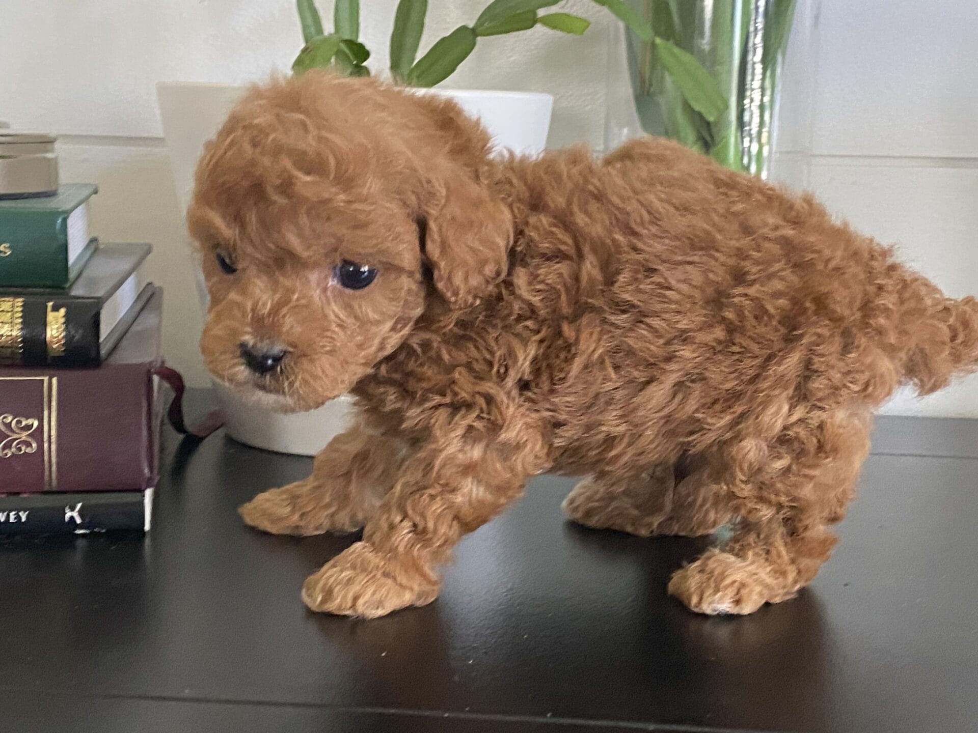 Bert - Micro Goldendoodle Boy - Image 28