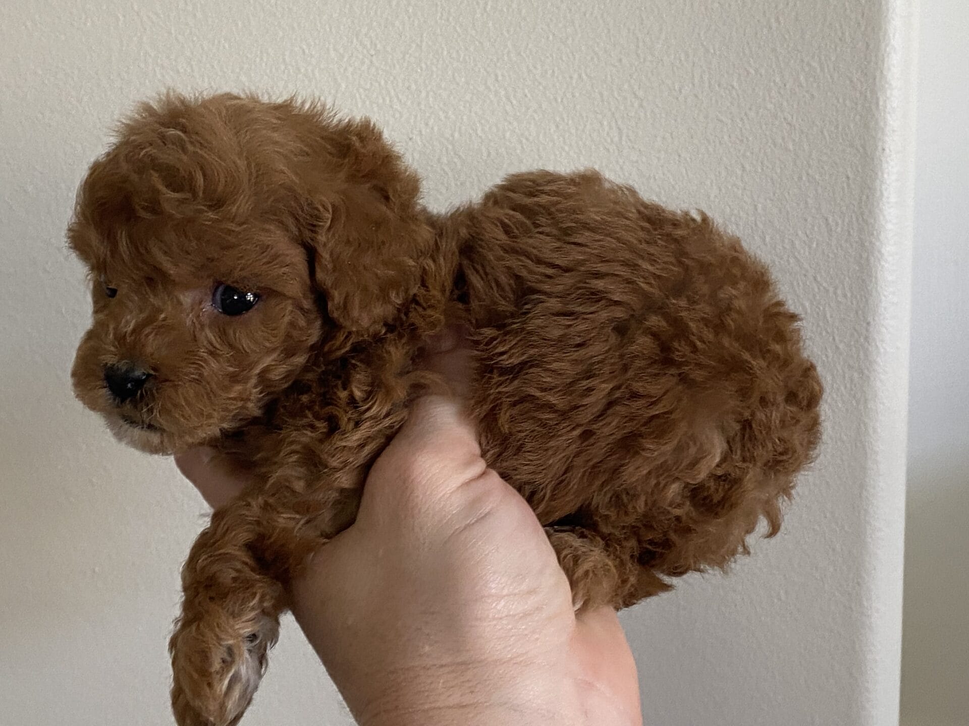 Bert - Micro Goldendoodle Boy - Image 27