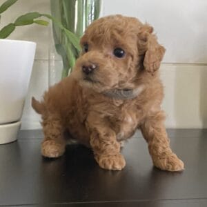 Ernie - Micro Goldendoodle Boy