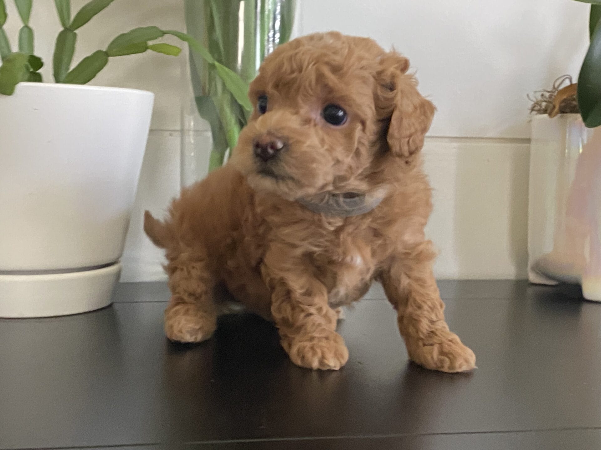Ernie - Micro Goldendoodle Boy - Image 24