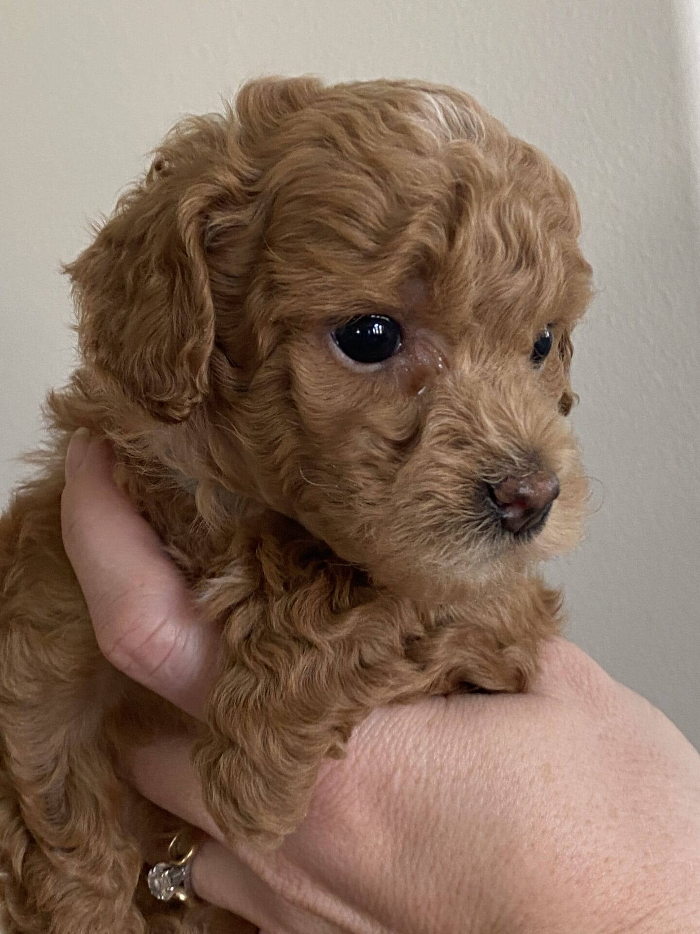 Ernie - Micro Goldendoodle Boy - Image 26
