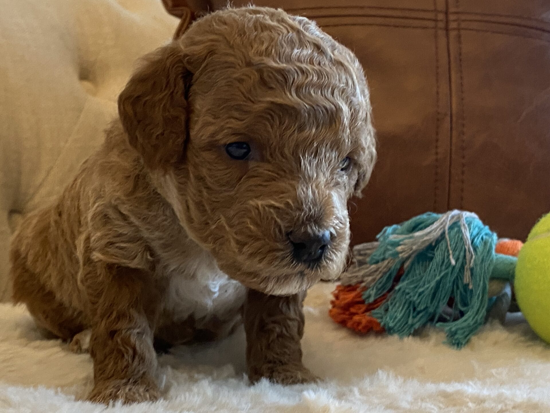 Duke - Teacup Goldendoodle Boy - Image 23