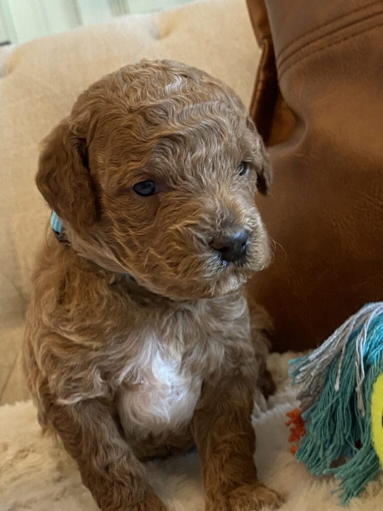 Duke - Teacup Goldendoodle Boy