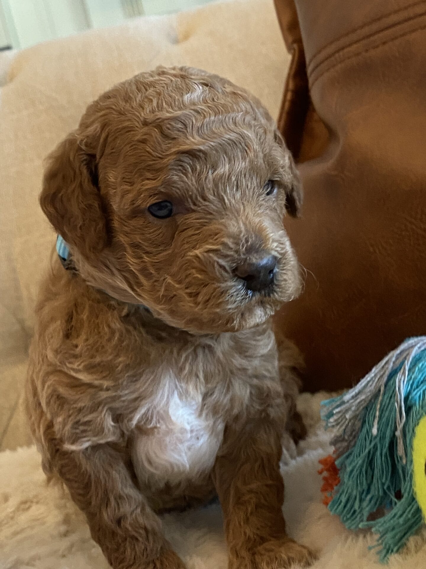 Duke - Teacup Goldendoodle Boy - Image 22
