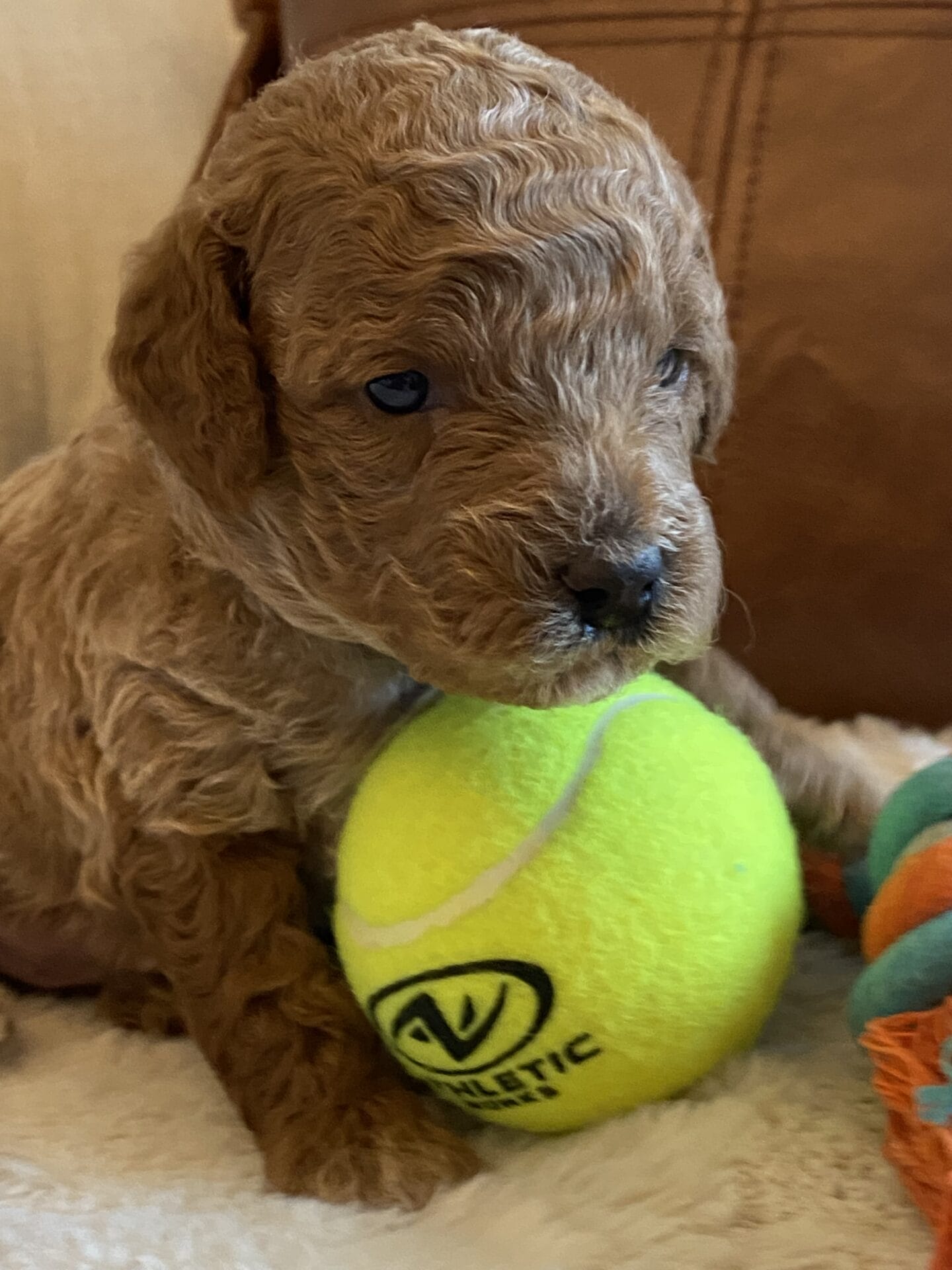 Duke - Teacup Goldendoodle Boy - Image 19