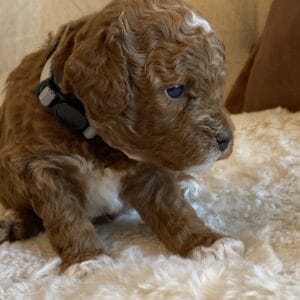 Bentley - Micro Goldendoodle Boy