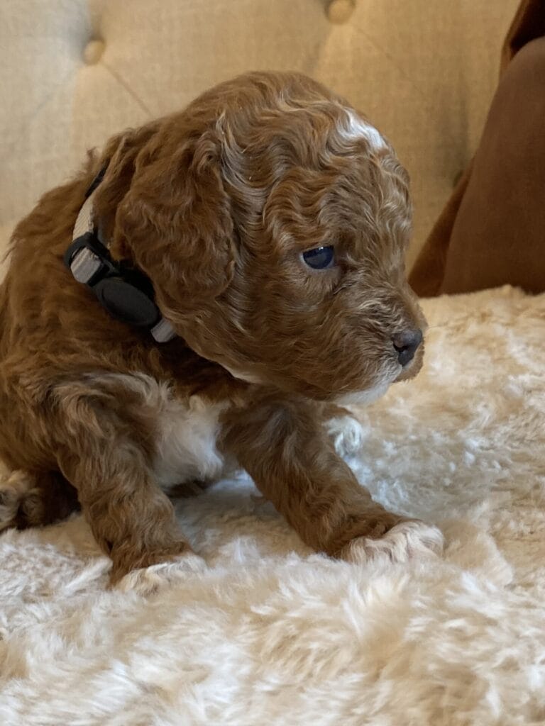 Bentley - Micro Goldendoodle Boy