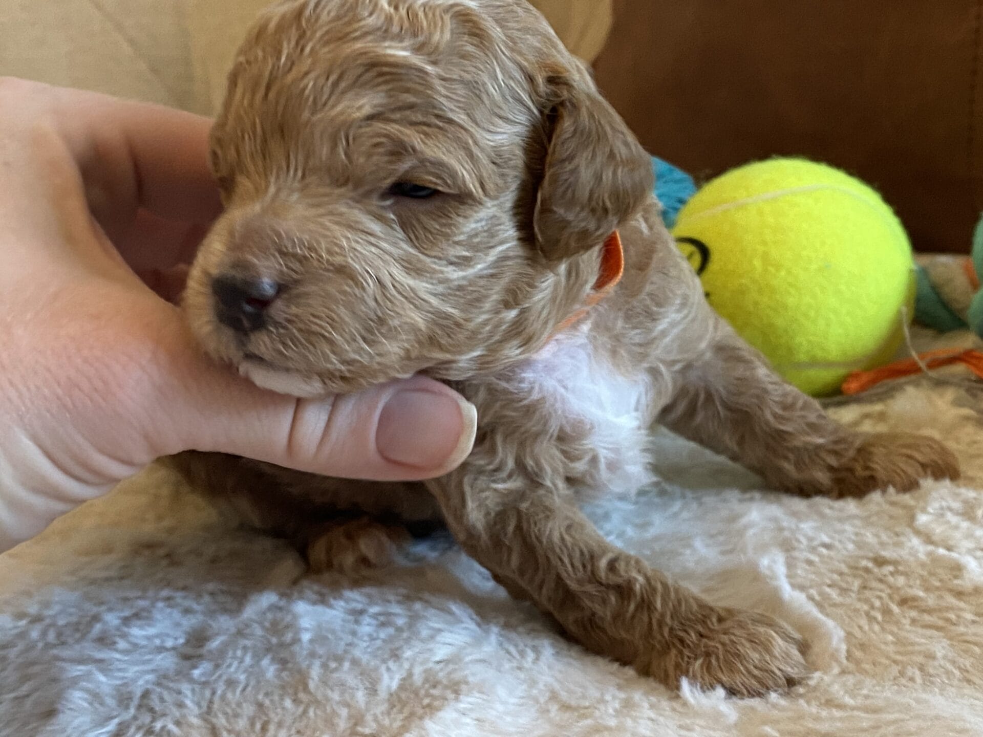 Tucker - Micro Goldendoodle Boy - Image 29
