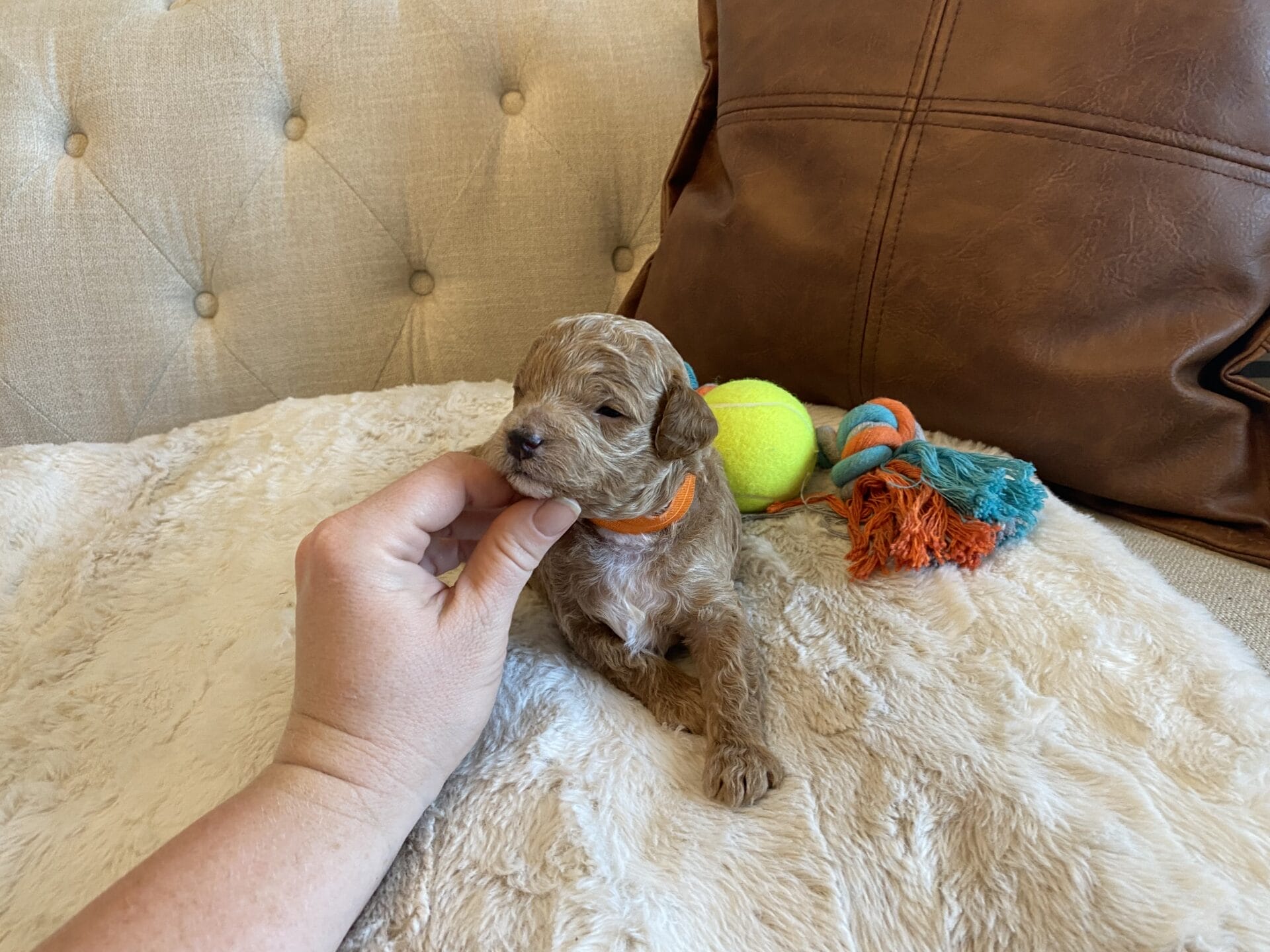 Tucker - Micro Goldendoodle Boy - Image 28