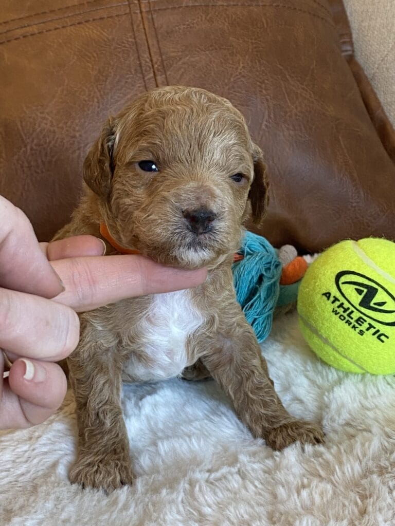 Tucker - Micro Goldendoodle Boy