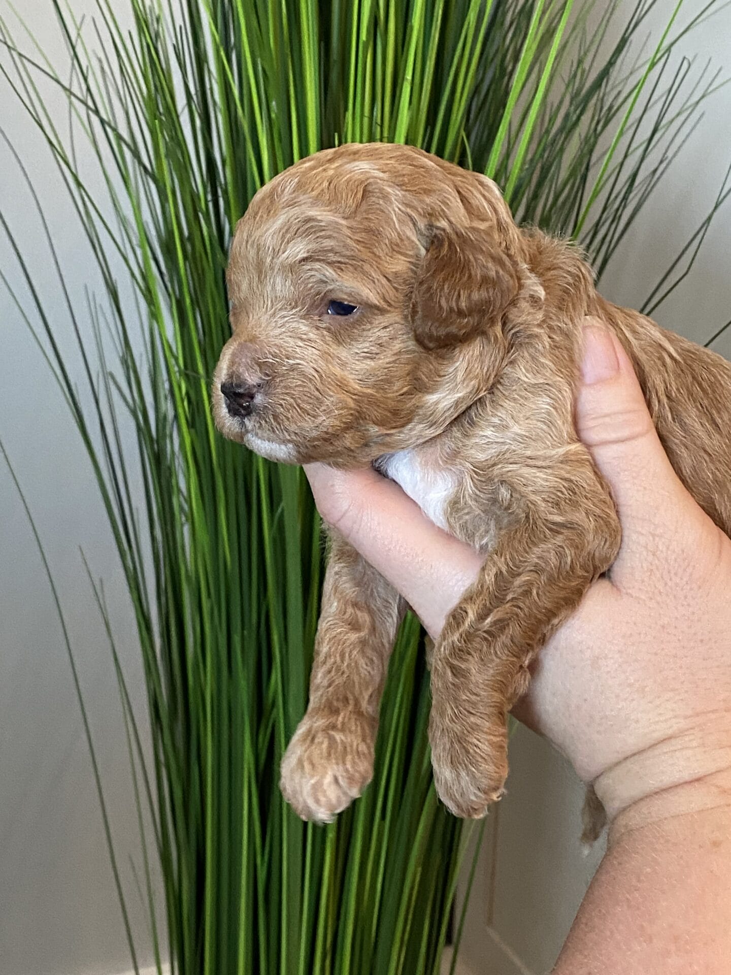 Tucker - Micro Goldendoodle Boy - Image 26