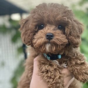 Biscuit - Micro Labradoodle Boy