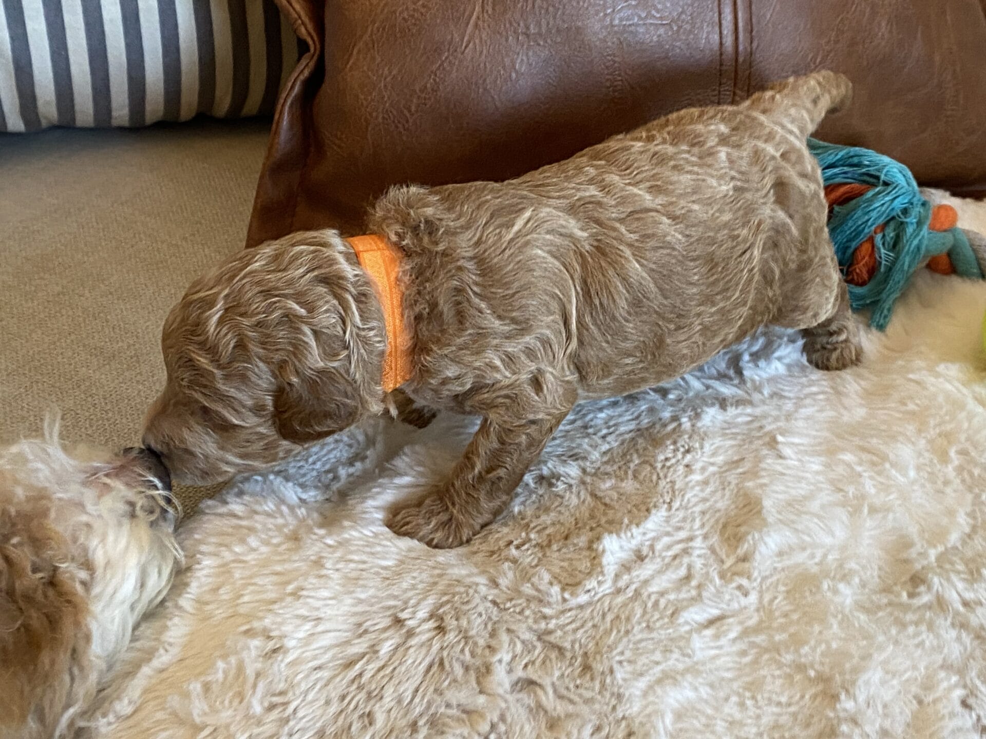 Tucker - Micro Goldendoodle Boy - Image 25