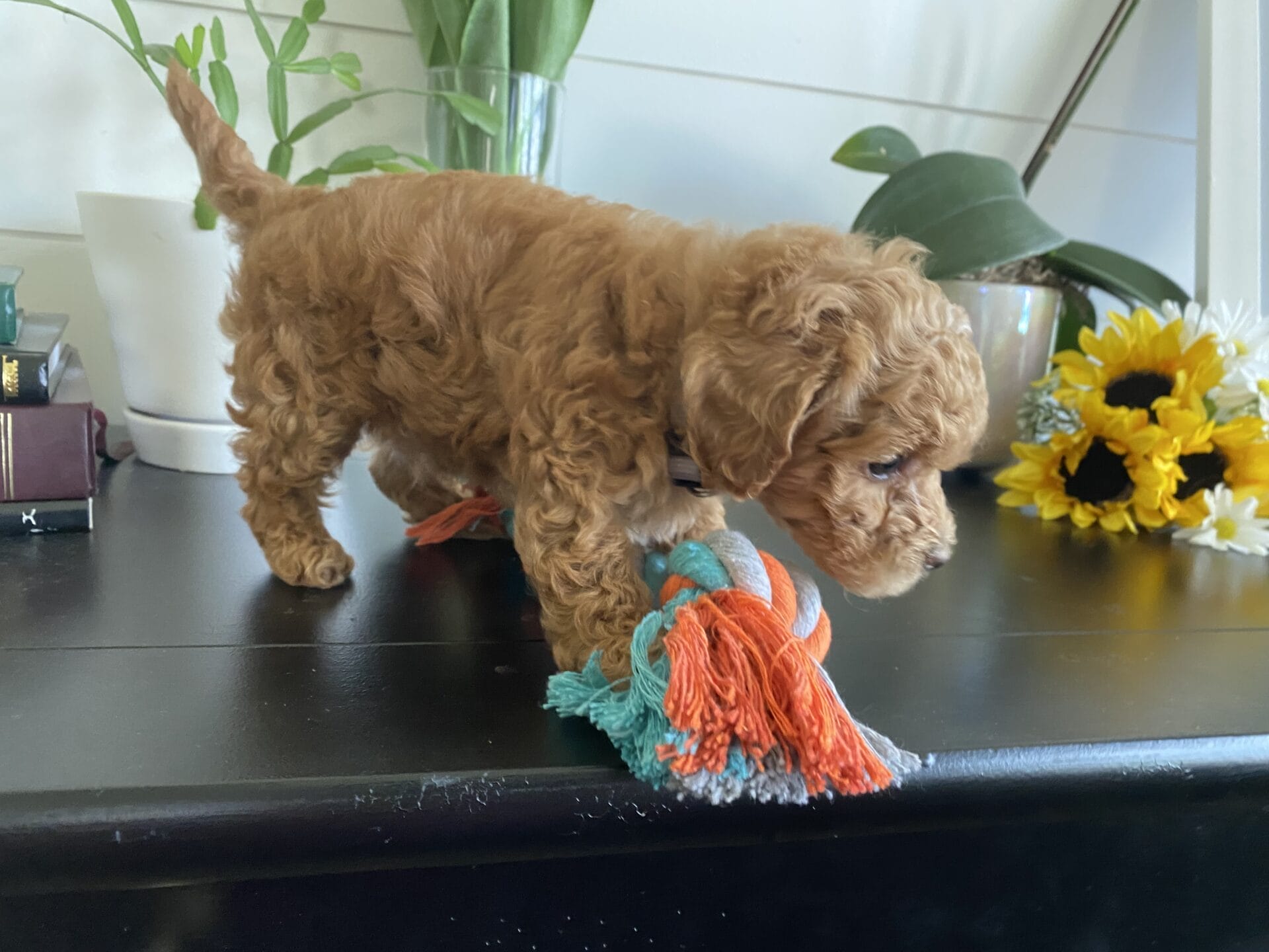 Ernie - Micro Goldendoodle Boy - Image 31
