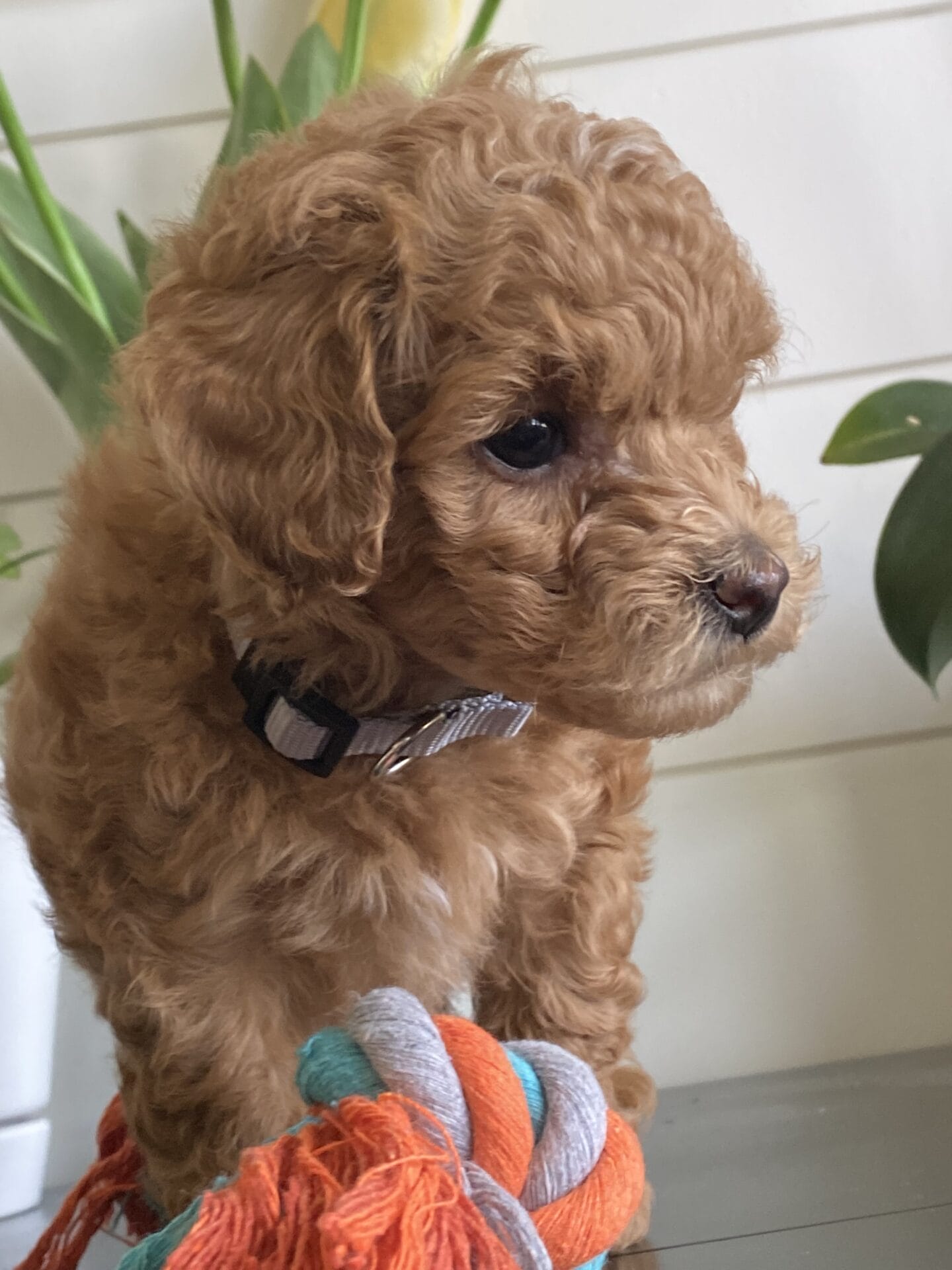 Ernie - Micro Goldendoodle Boy - Image 32