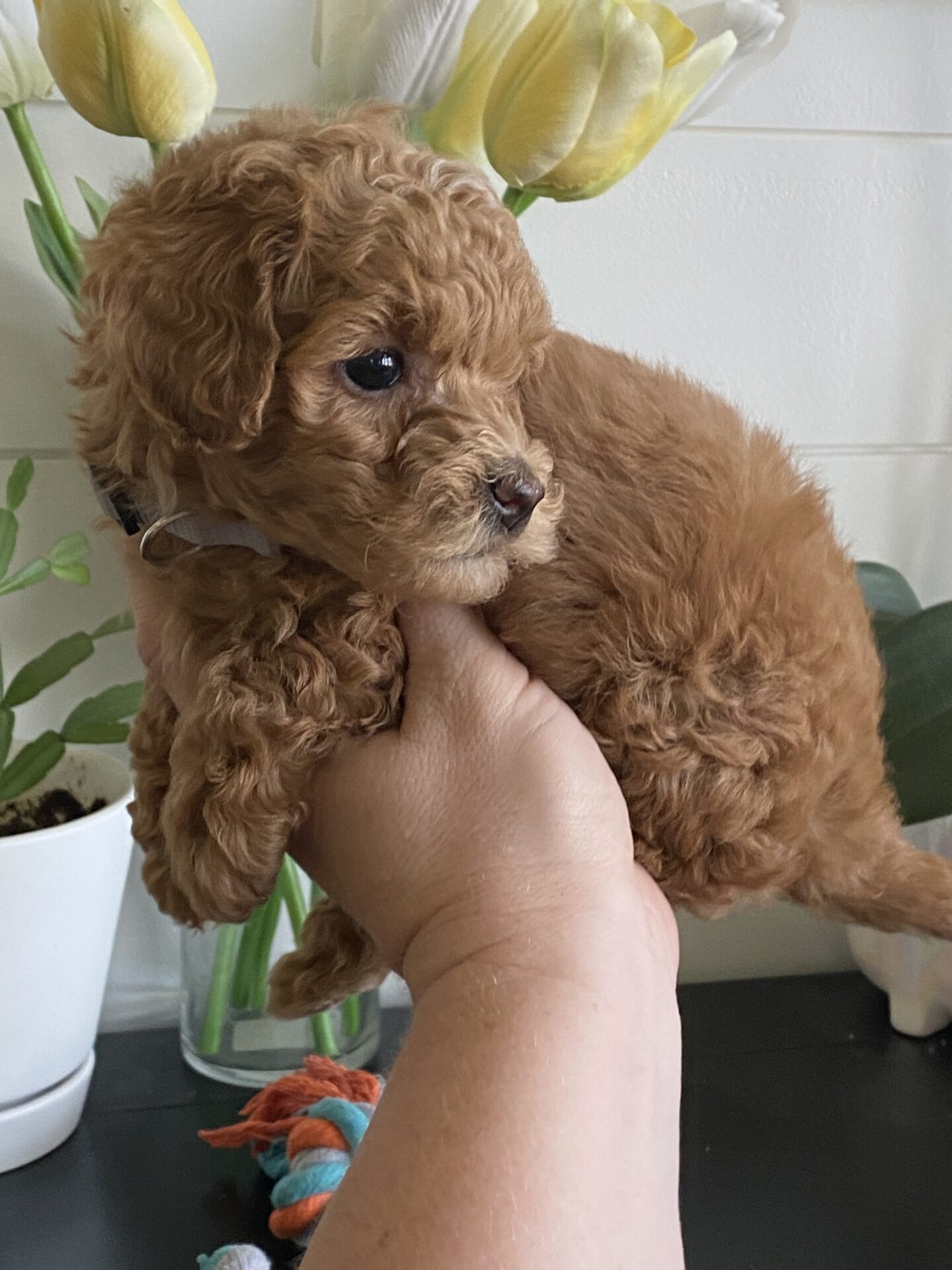 Ernie - Micro Goldendoodle Boy - Image 30
