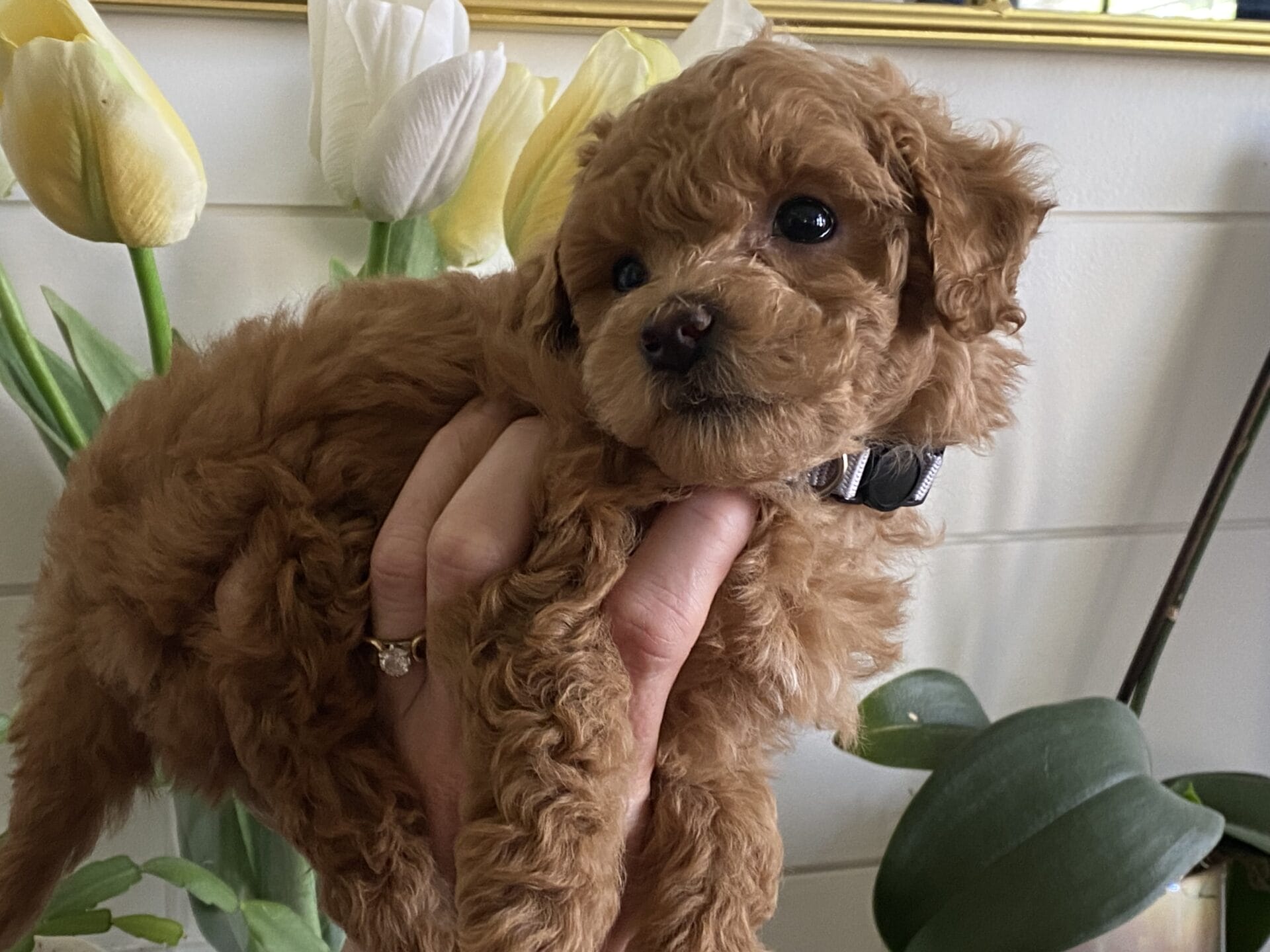 Ernie - Micro Goldendoodle Boy - Image 29