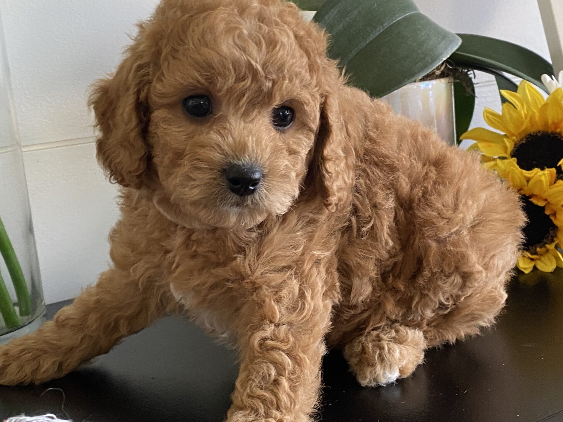 Snuffy - Teacup Goldendoodle Boy - Image 30