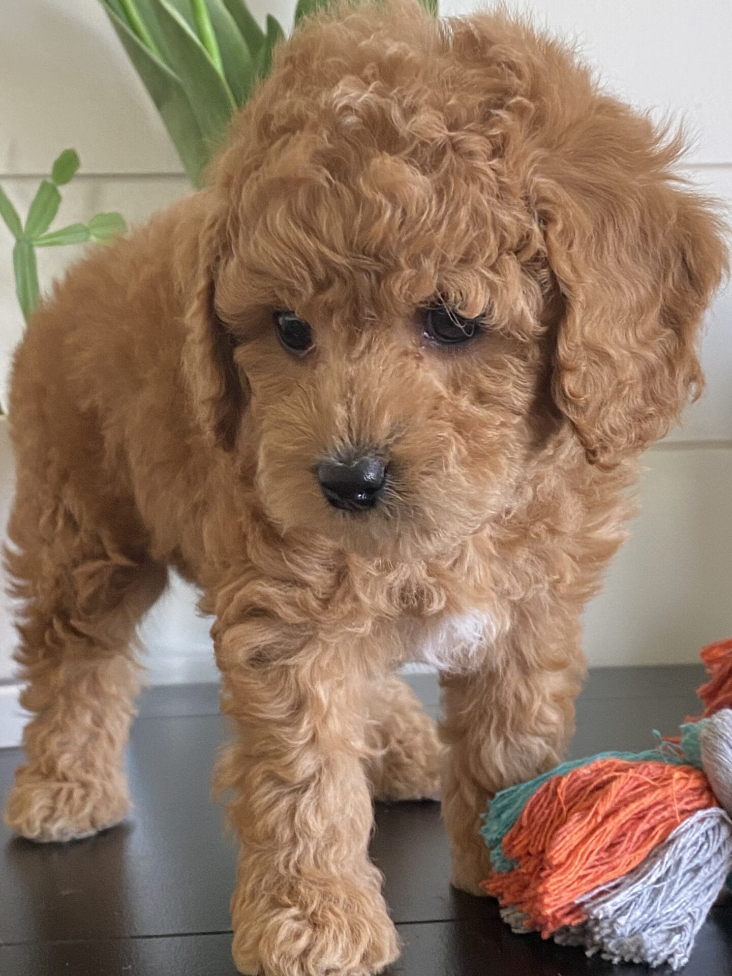 Snuffy - Teacup Goldendoodle Boy - Image 31