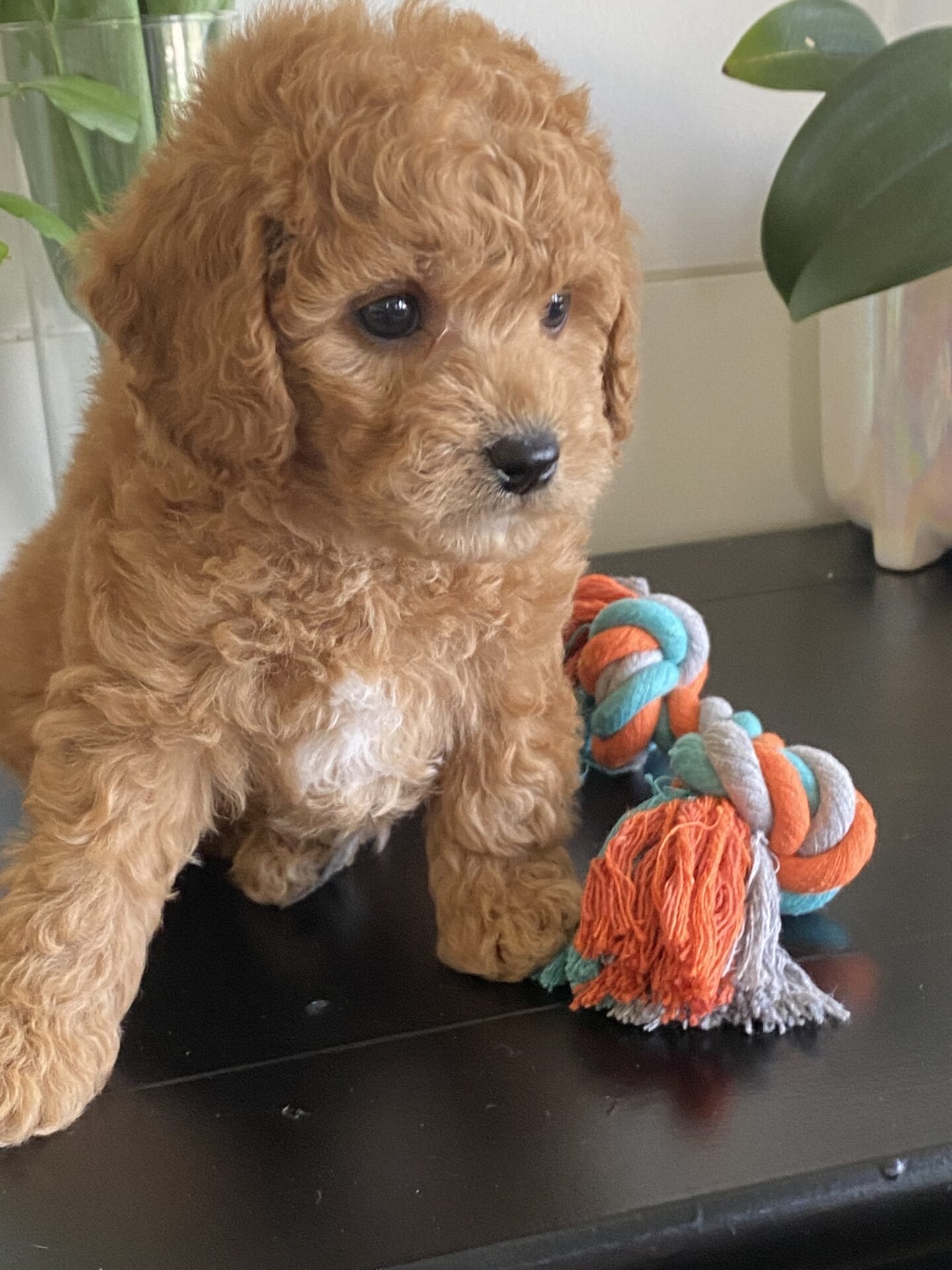 Snuffy - Teacup Goldendoodle Boy - Image 33