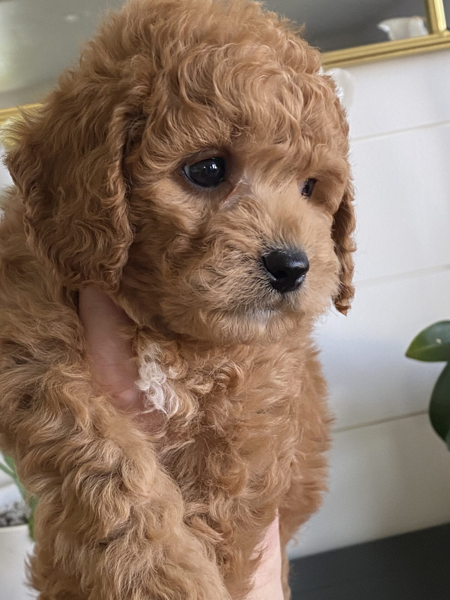 Snuffy - Teacup Goldendoodle Boy - Image 32