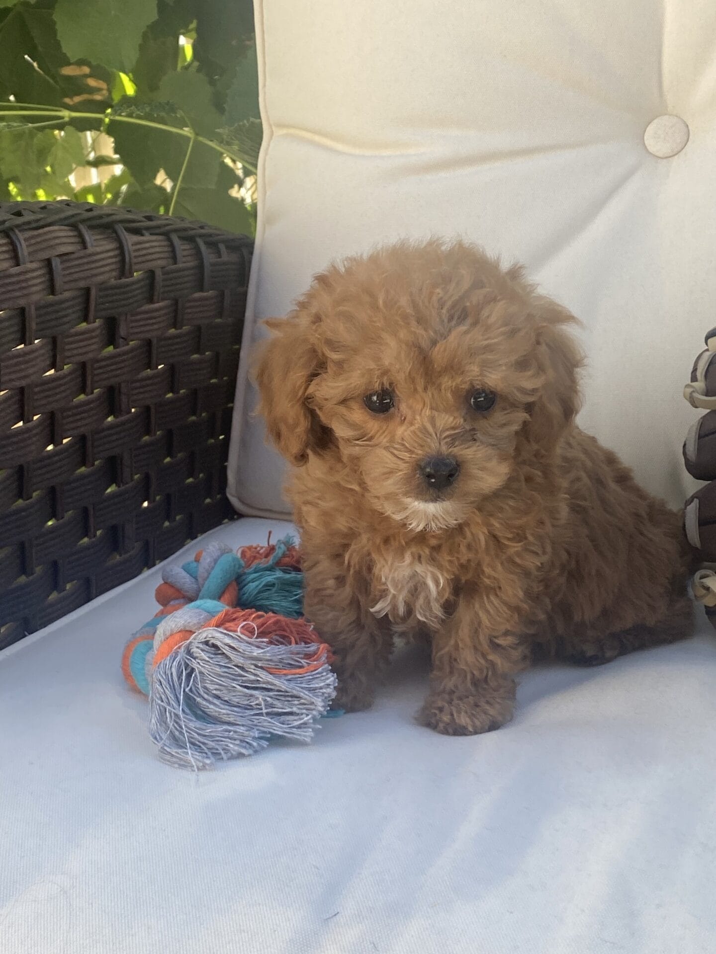 Bert - Micro Goldendoodle Boy - Image 41