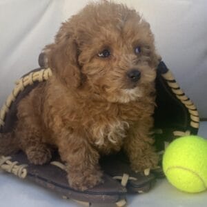 Bert - Micro Goldendoodle Boy
