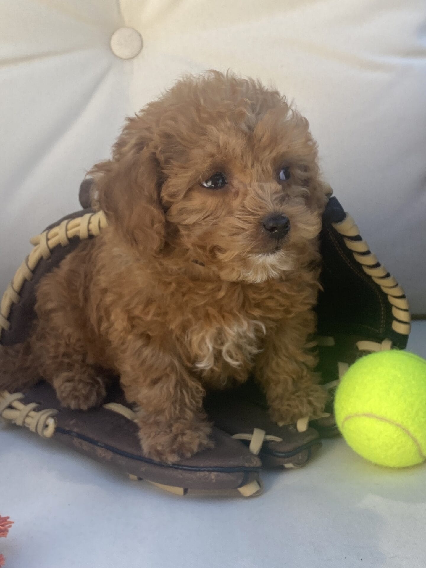 Bert - Micro Goldendoodle Boy