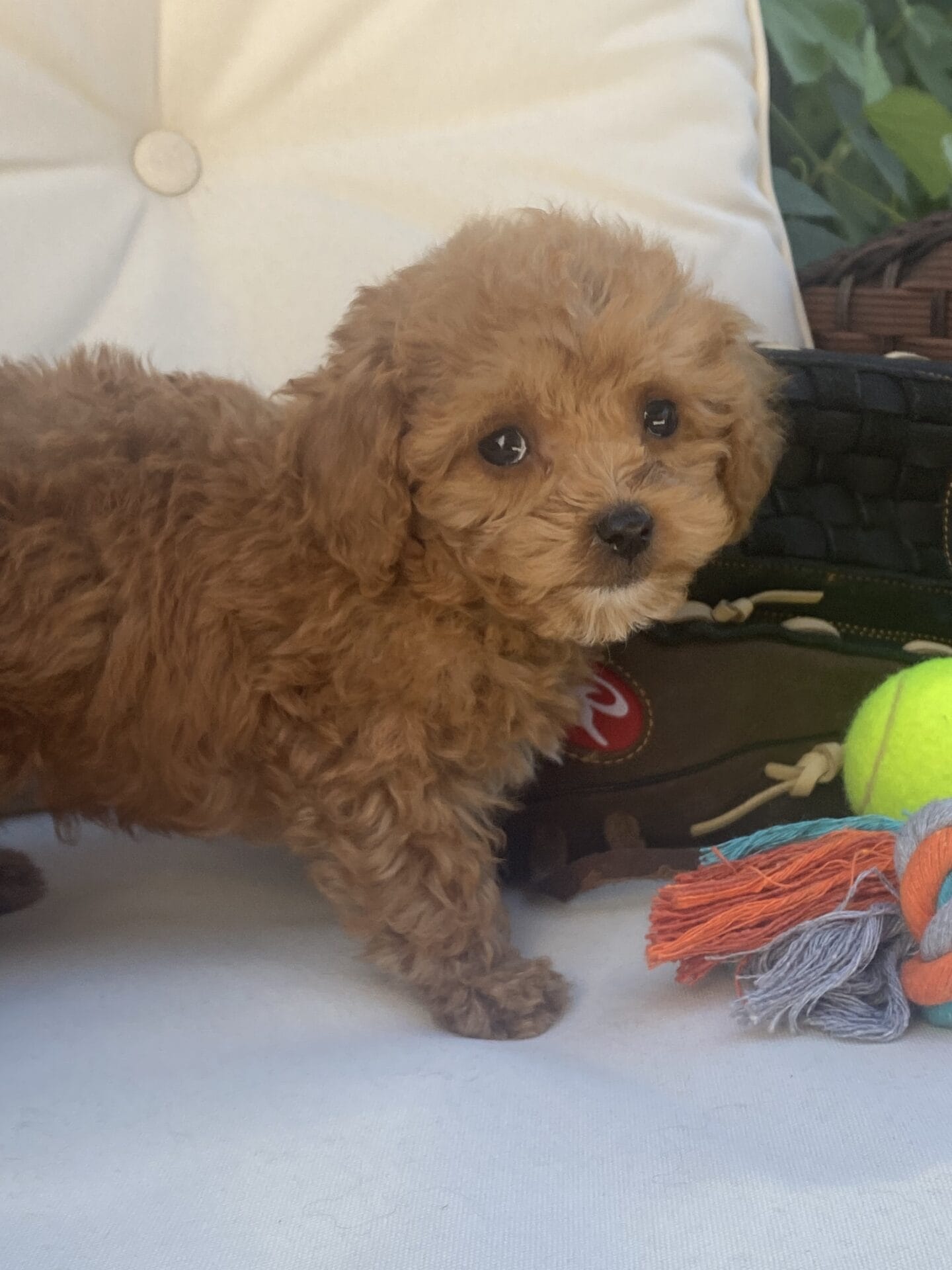 Bert - Micro Goldendoodle Boy - Image 43