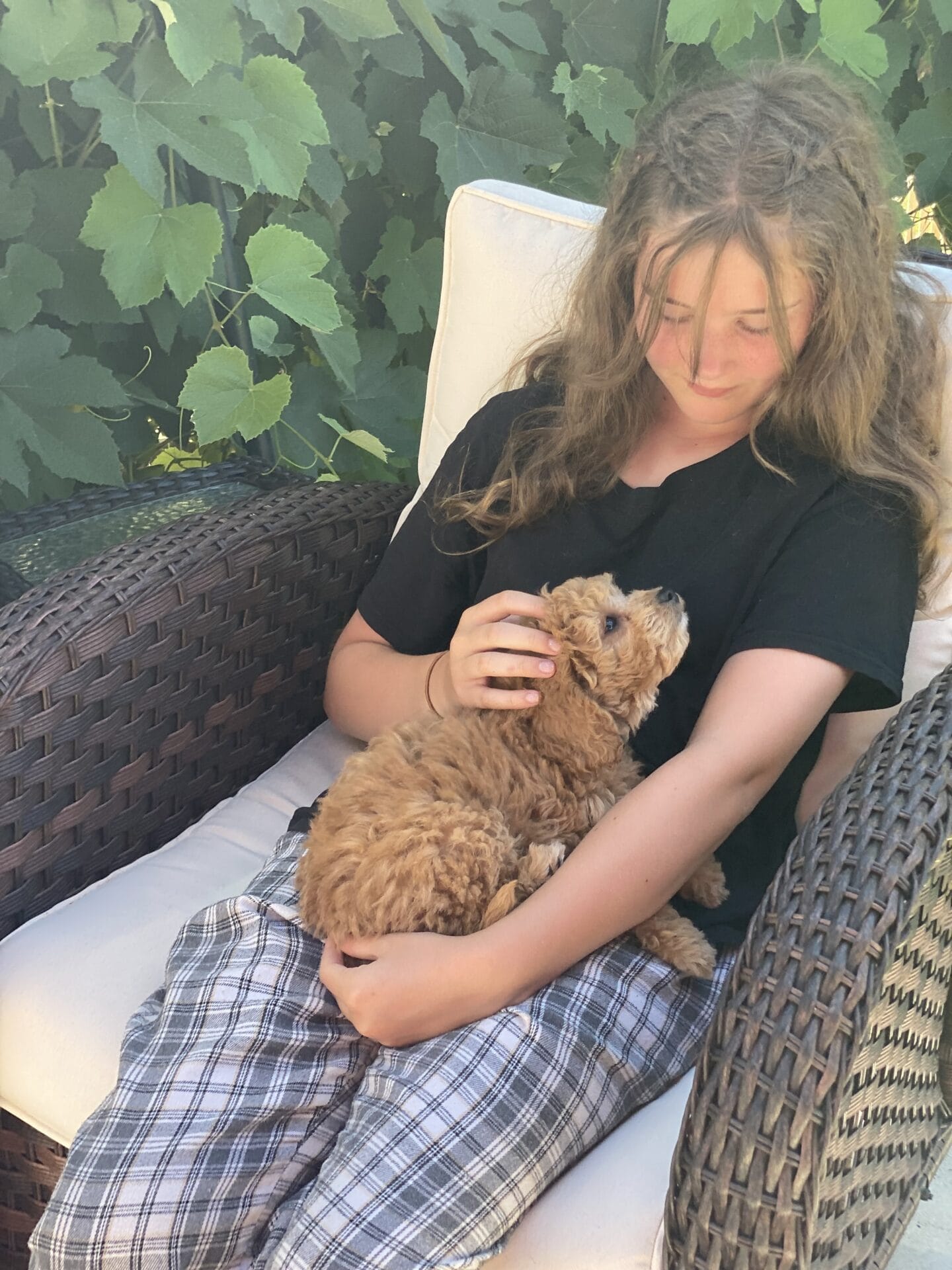 Snuffy - Teacup Goldendoodle Boy - Image 42