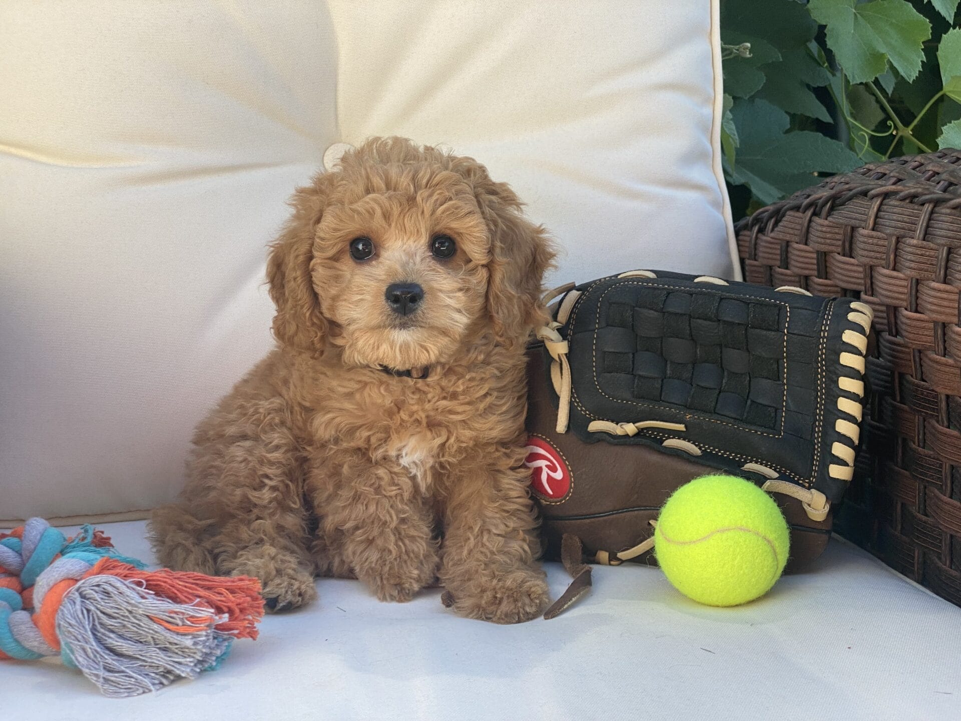 Snuffy - Teacup Goldendoodle Boy - Image 41