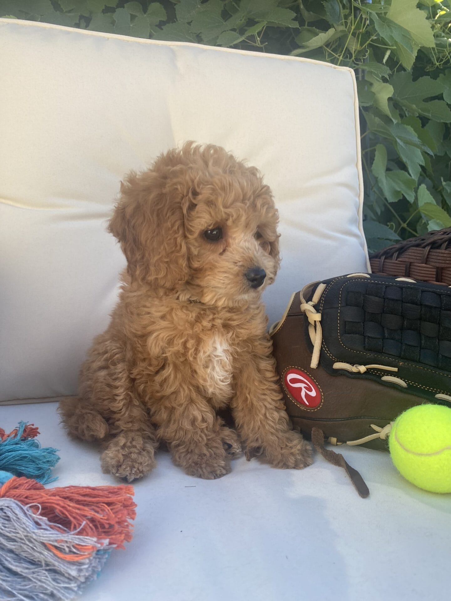 Snuffy - Teacup Goldendoodle Boy