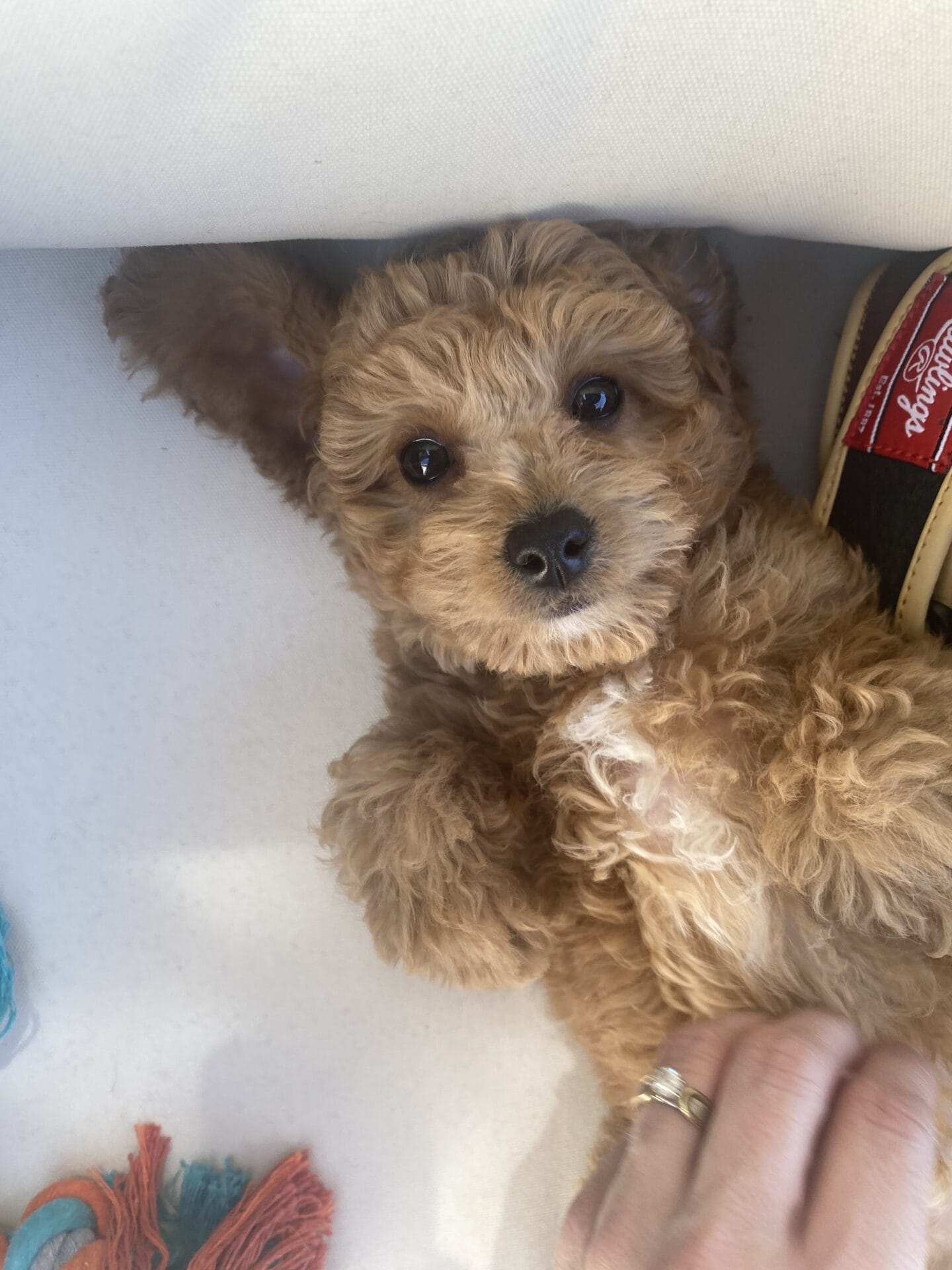 Snuffy - Teacup Goldendoodle Boy - Image 39