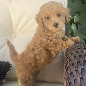 Ernie - Micro Goldendoodle Boy