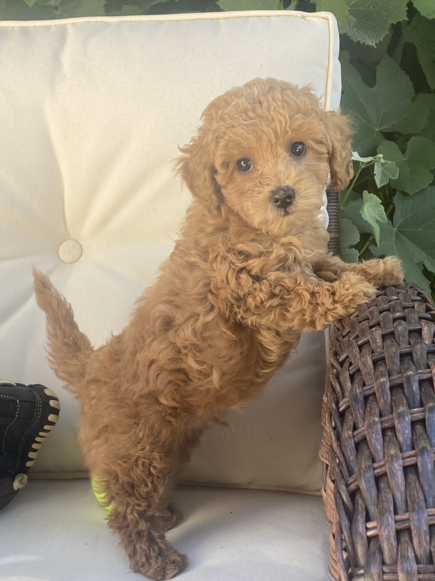 Ernie - Micro Goldendoodle Boy - Image 41